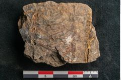 Foto (Detailansicht) von Asterophyllites equisetiformis Br. (NHMW-GEO-2024-0188-11007)